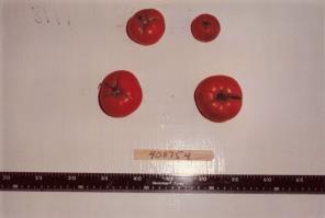 Click for 1 image(s) for this accession. FRUIT